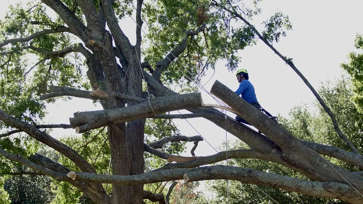Professional Crown Thinning performed by certified arborists in Verndale