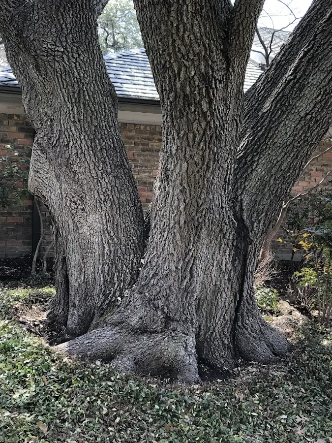 Mature heritage tree close to a Verndale property cared for by certified arborists